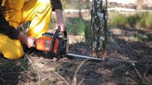 How Our Tree Care Process Works  in  Fairview, MT